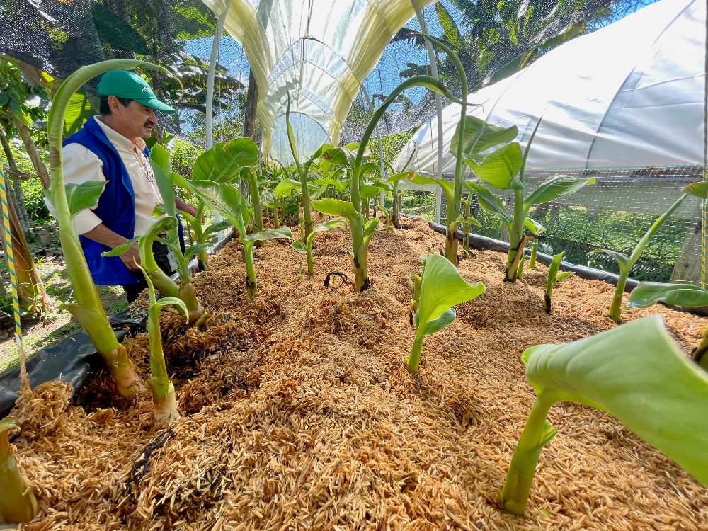 Putumayo Cosecha De Rebrostes6 AGROSAVIA