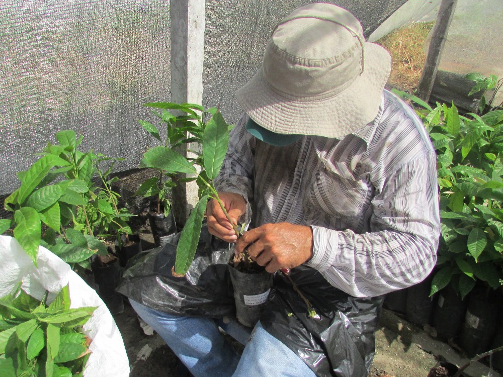 La domesticación del cacao reduce su abundancia microbiana