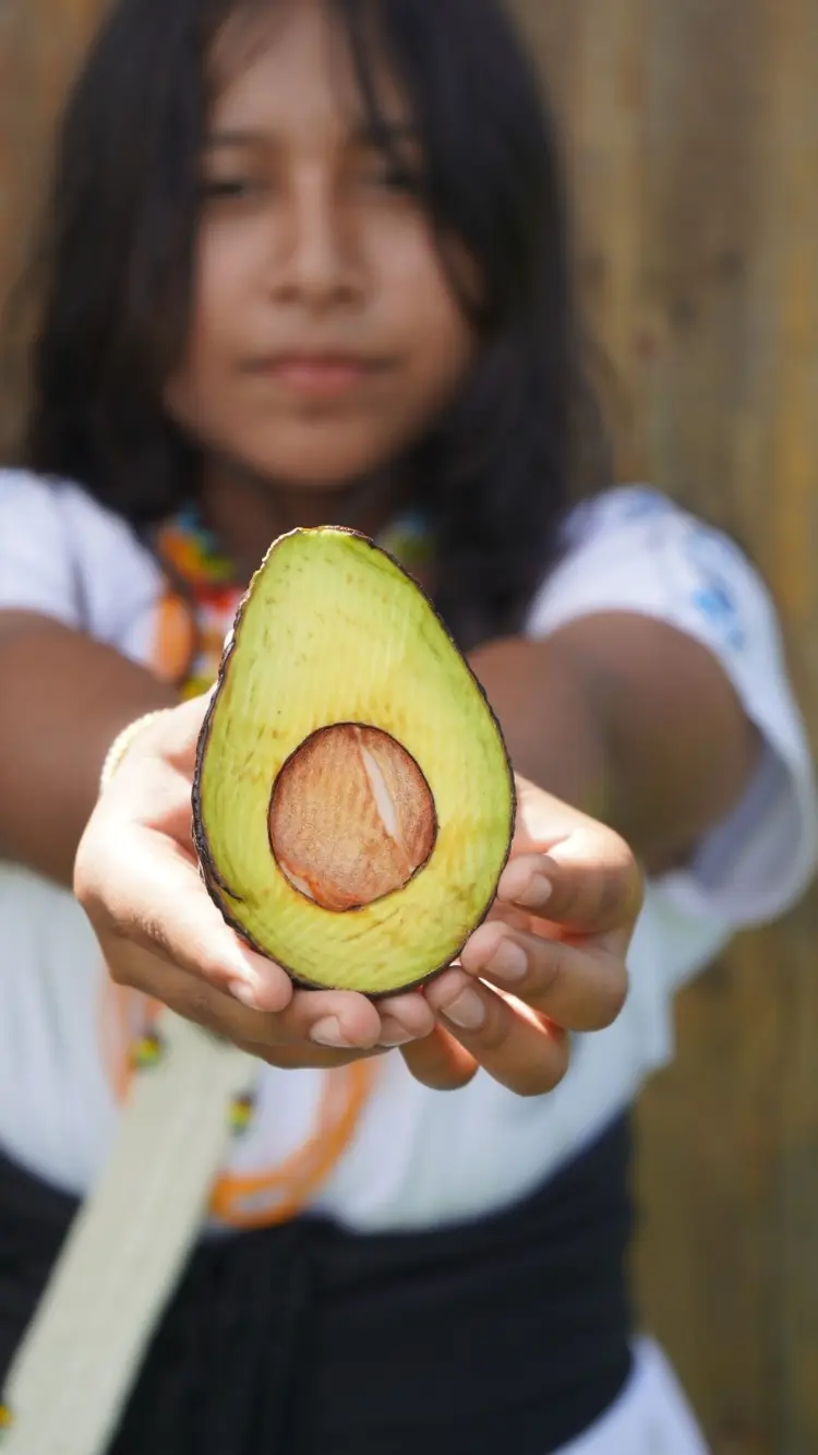 Motilonia AGUACATE HASS5 Fotor Webp