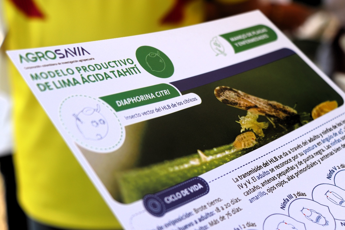HLB Cítricos Antioquia2 AGROSAVIA