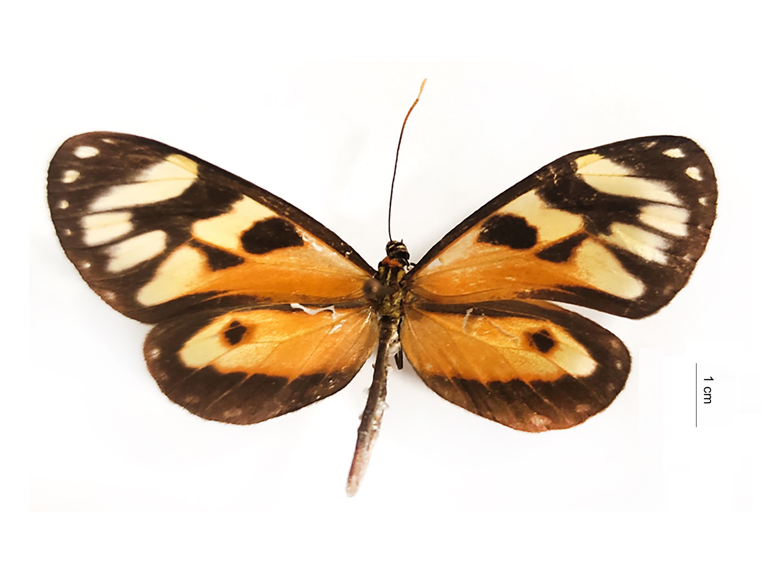 Ithomia iphianassa anaphissa Herrich-Schäffer, 1865 
