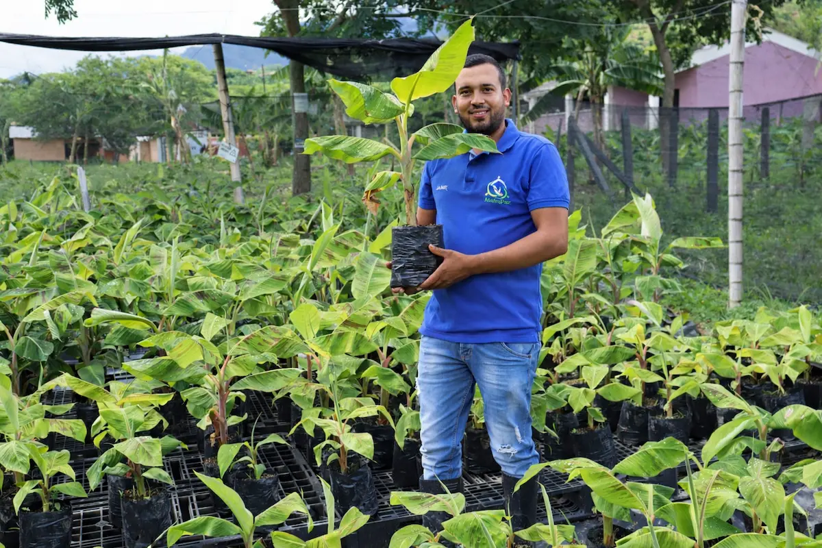 Transformación del sistema productivo del plátano para el fortalecimiento de la seguridad alimentaria en el departamento del Huila