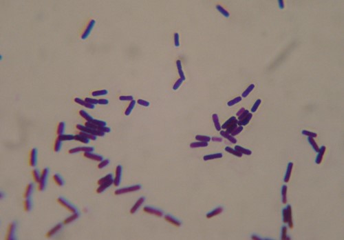 Bacterias F3