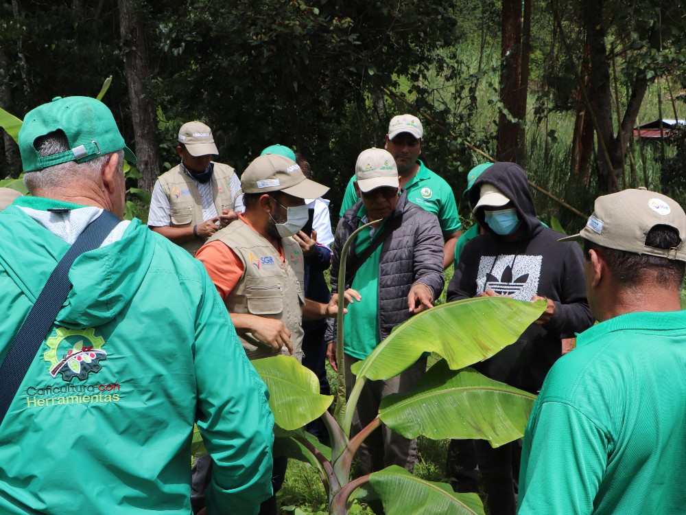 Proyecto Platano Beneficia2 AGROSAVIA