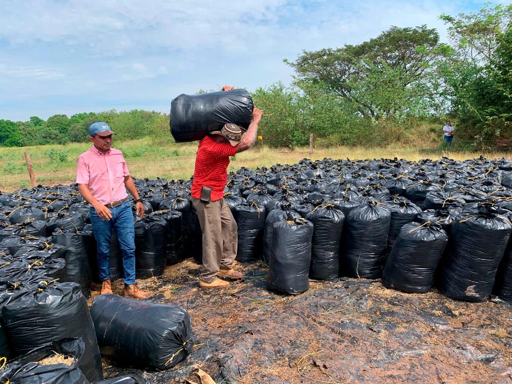 Ensilaje En El Caribe Seco4 AGROSAVIA