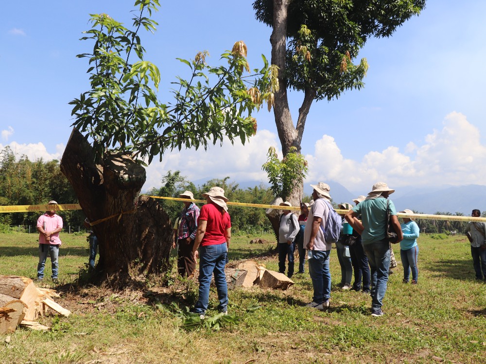 AGROSAVIA Capacitó A Productores De Mango En El Departamento Del Magdalena3 AGROSAVIA