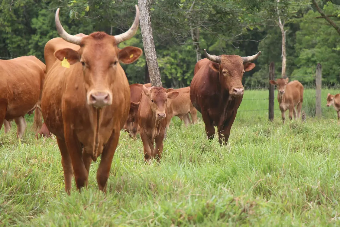 AGROSAVIA invita al 7.º Remate Nacional de Razas Criollas