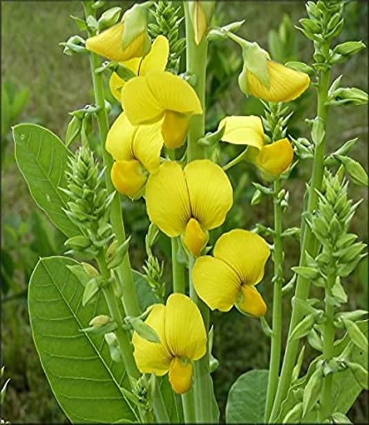 Crotalaria 2