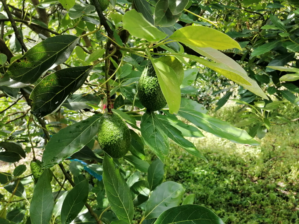 Aguacate 03 Copia Def