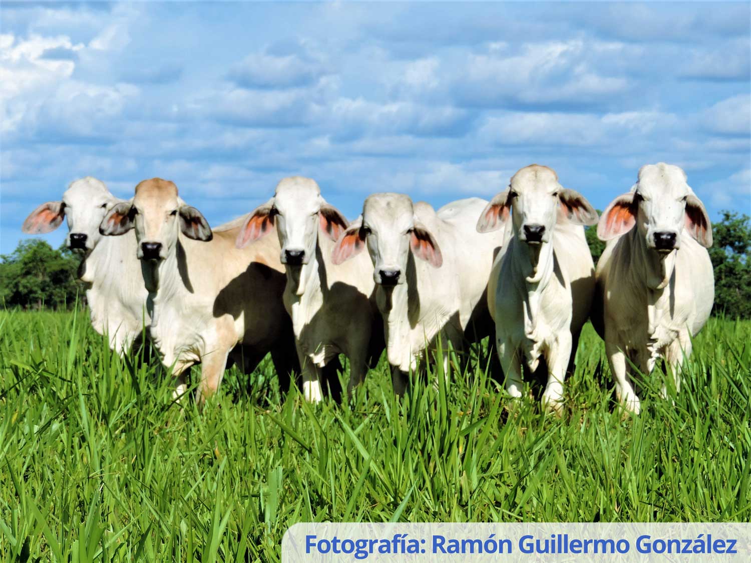 Recomendaciones de pastoreo para la producción de carne de calidad bovinos Orinoquía