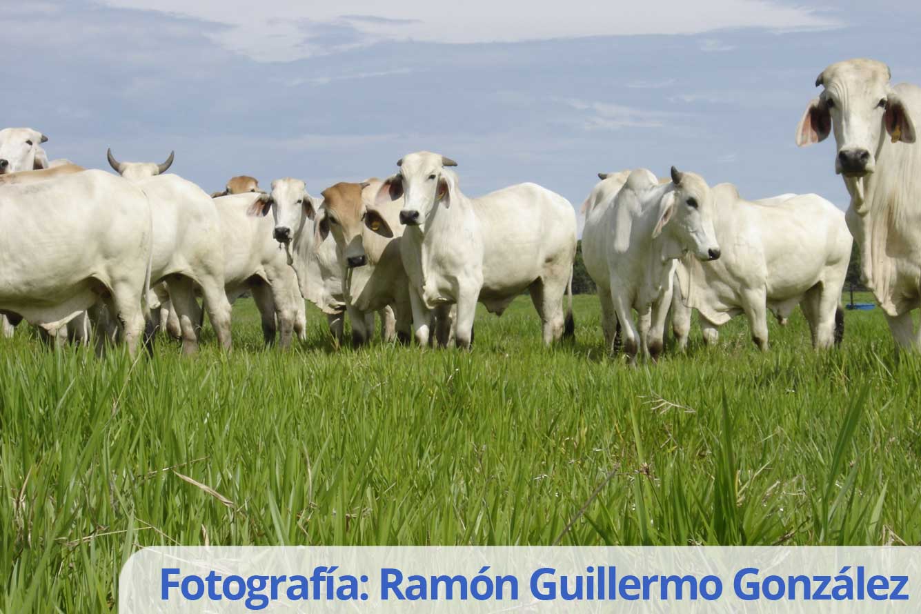 Ramón Guillermo González (1)
