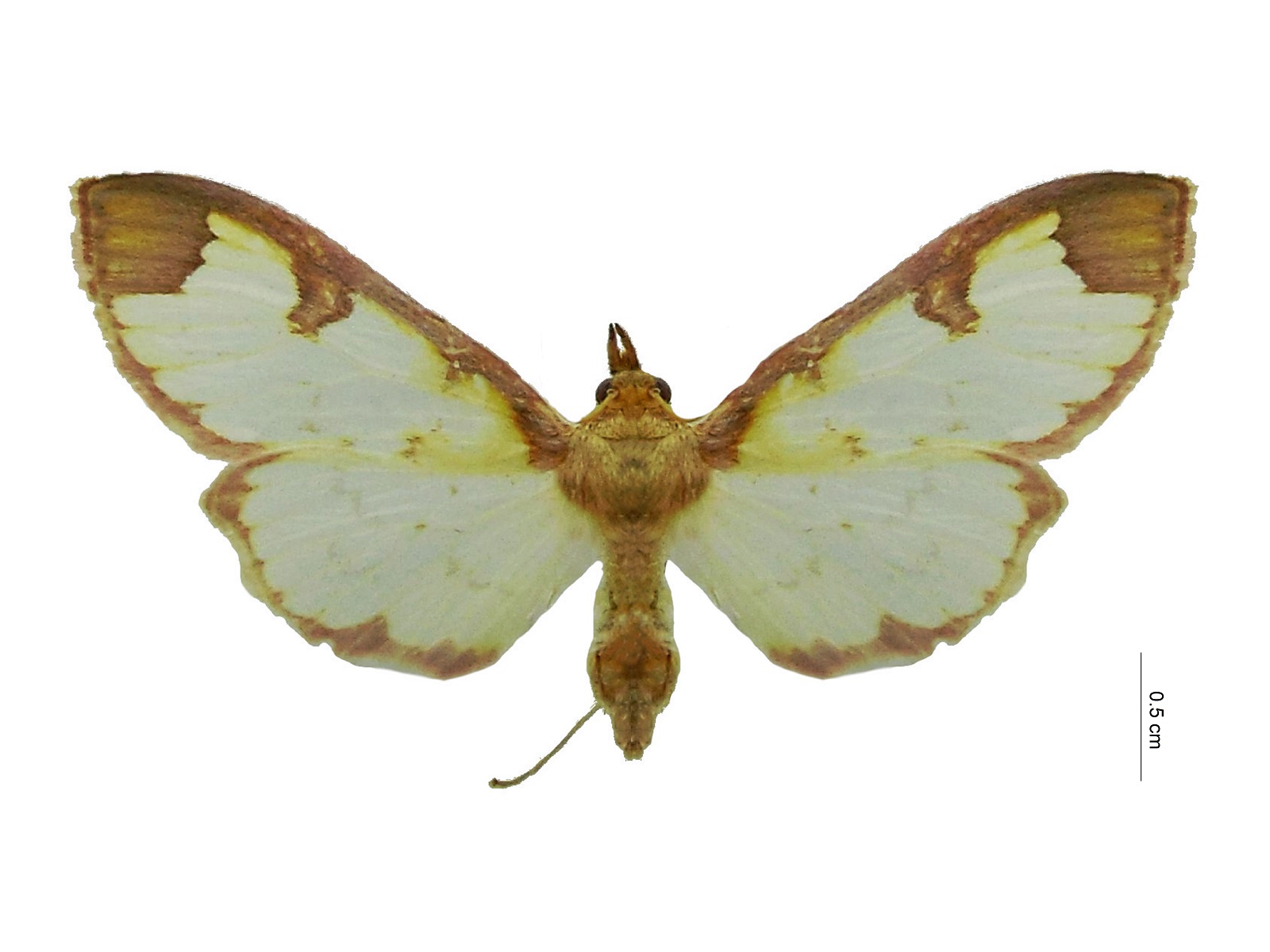 Glyphodes perelegans Hampson, 1899 
