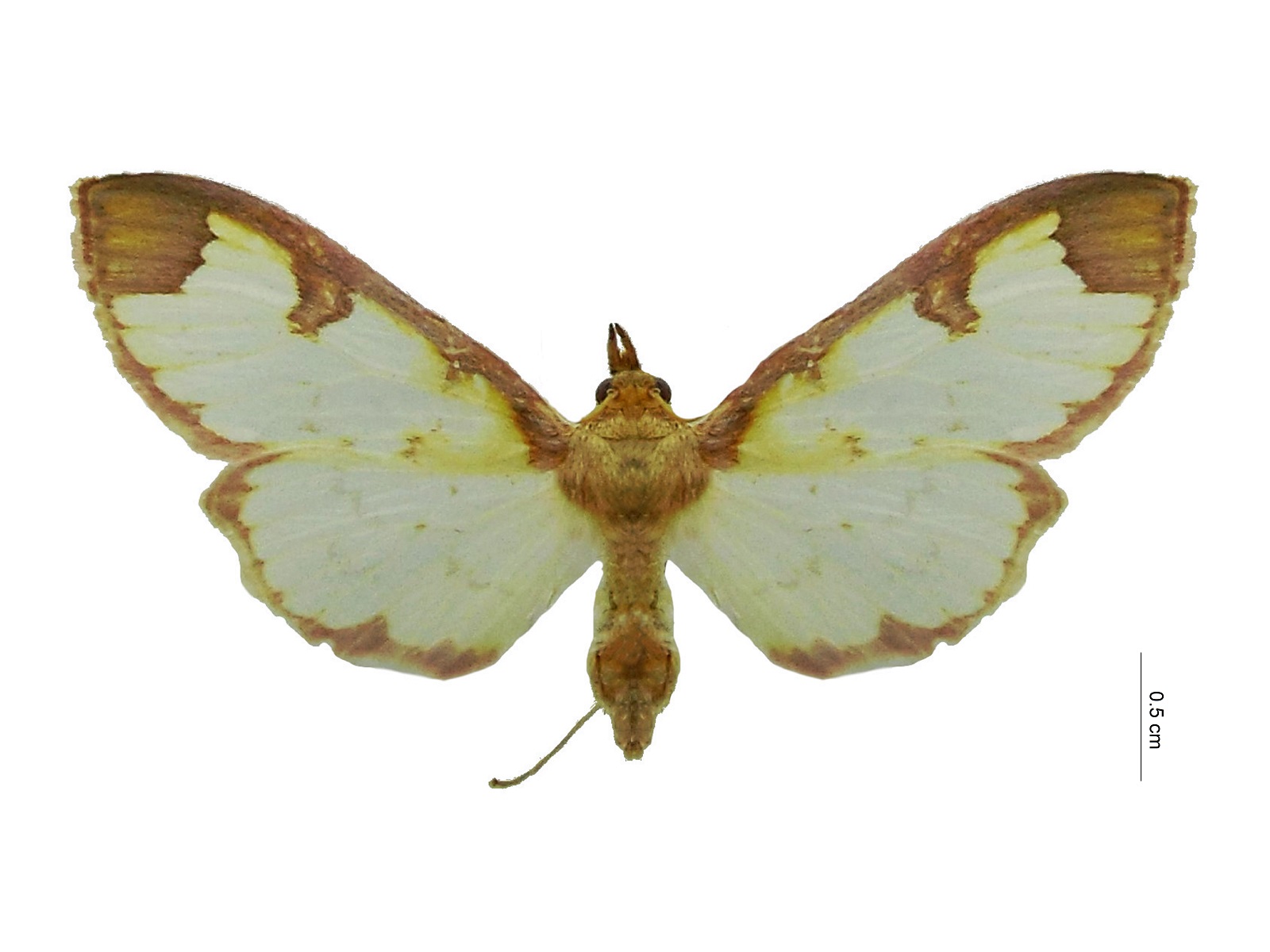 Glyphodes perelegans Hampson, 1899 