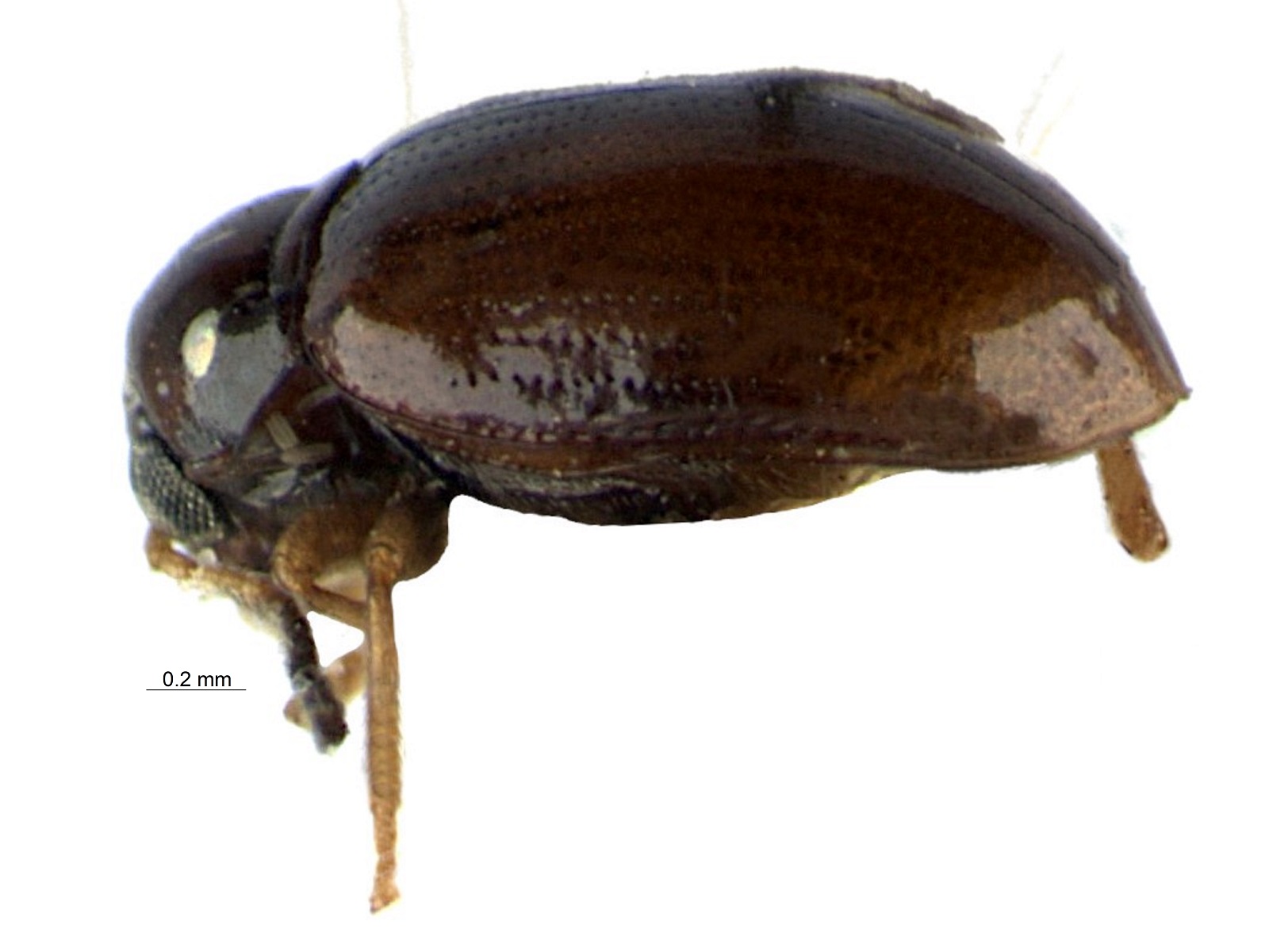 Margaridisa praesignata聽Bechyn茅, 1997