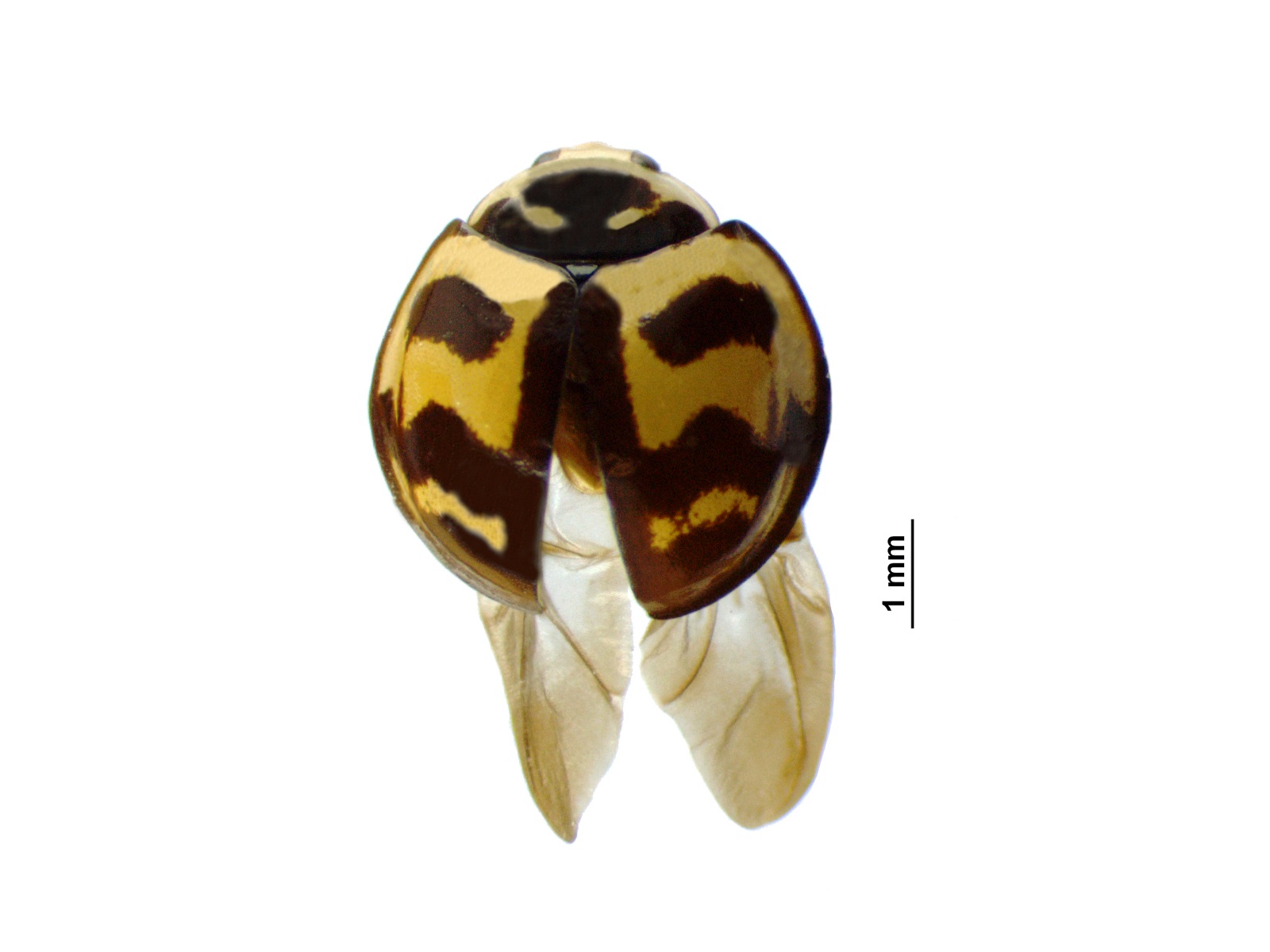 Cheilomenes sexmaculata (Fabricius, 1781)