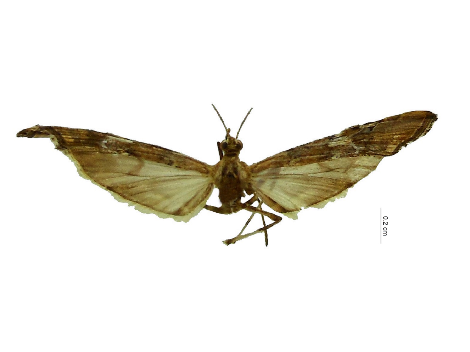 Atomopteryx coelodactyla (Zeller, 1863) 