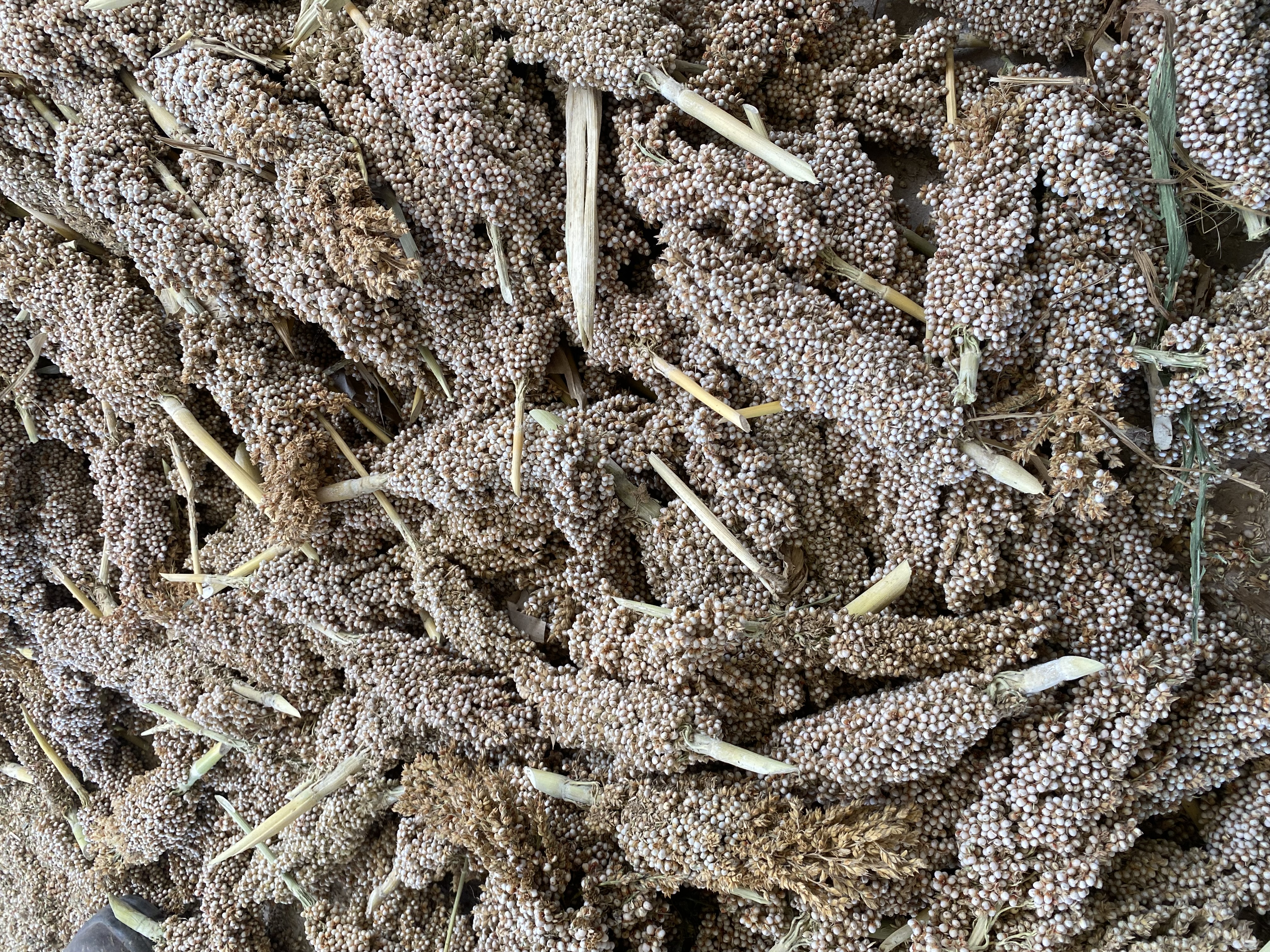 Cosecha Manual De Panojas De Sorgo Laura Restrepo