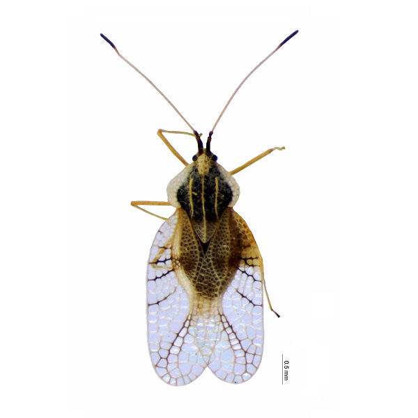 <p>Tingidae</p>