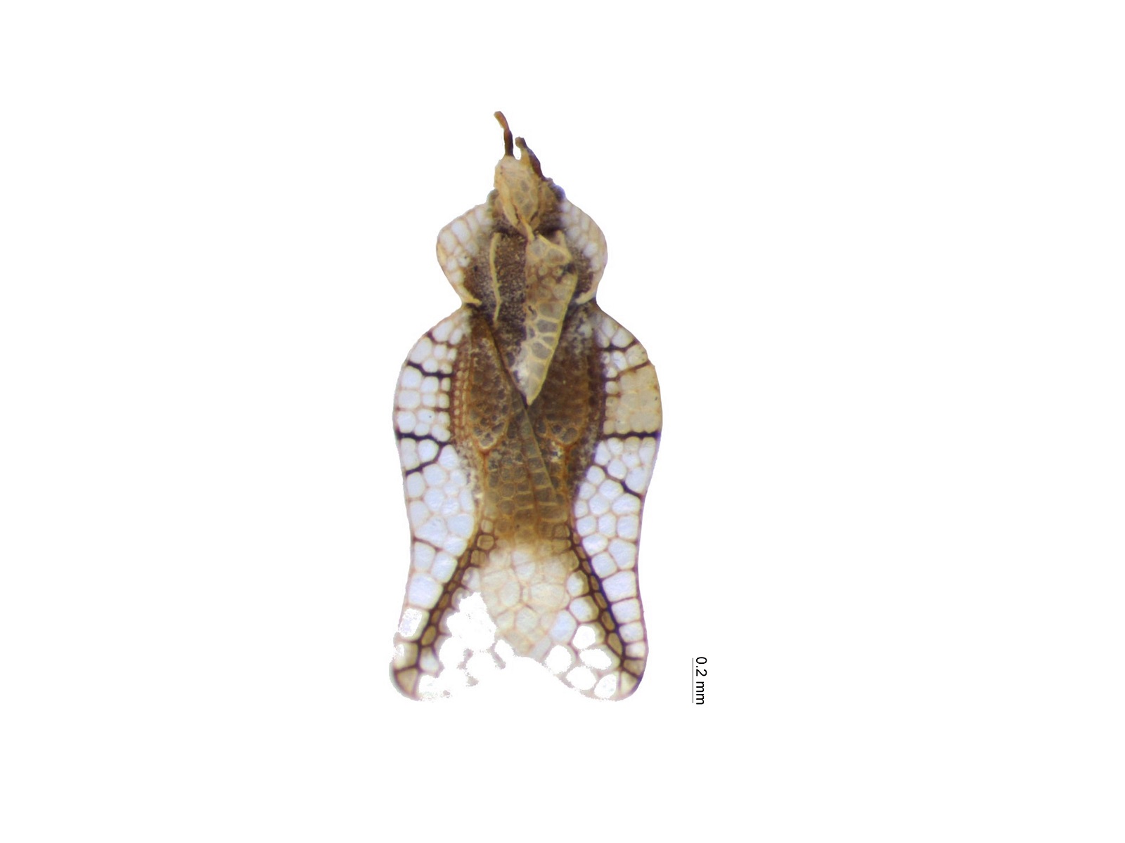 Leptopharsa gibbicarina Froeschner, 1976 