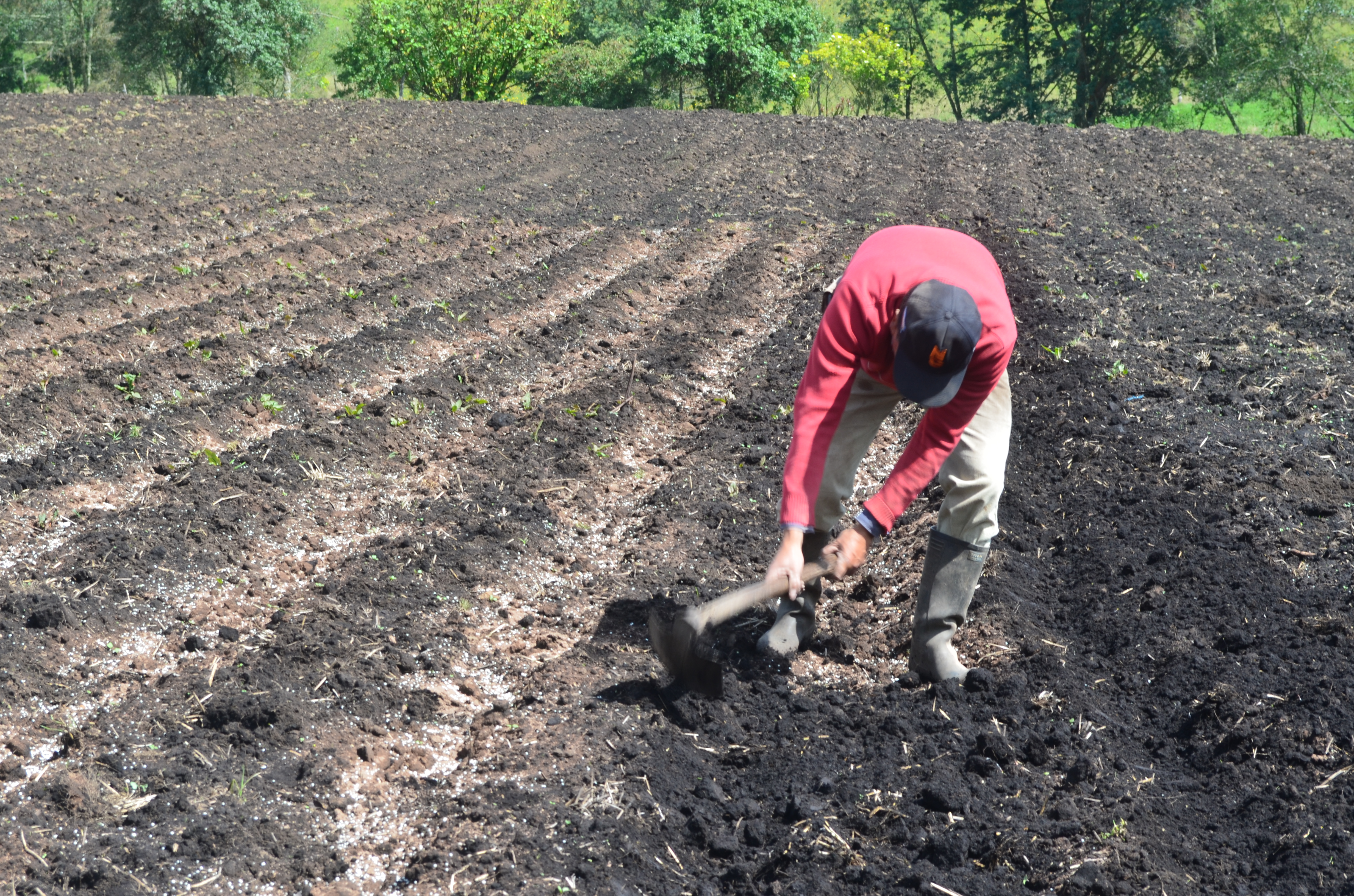 Protocolo producción de semilla de papa en campo