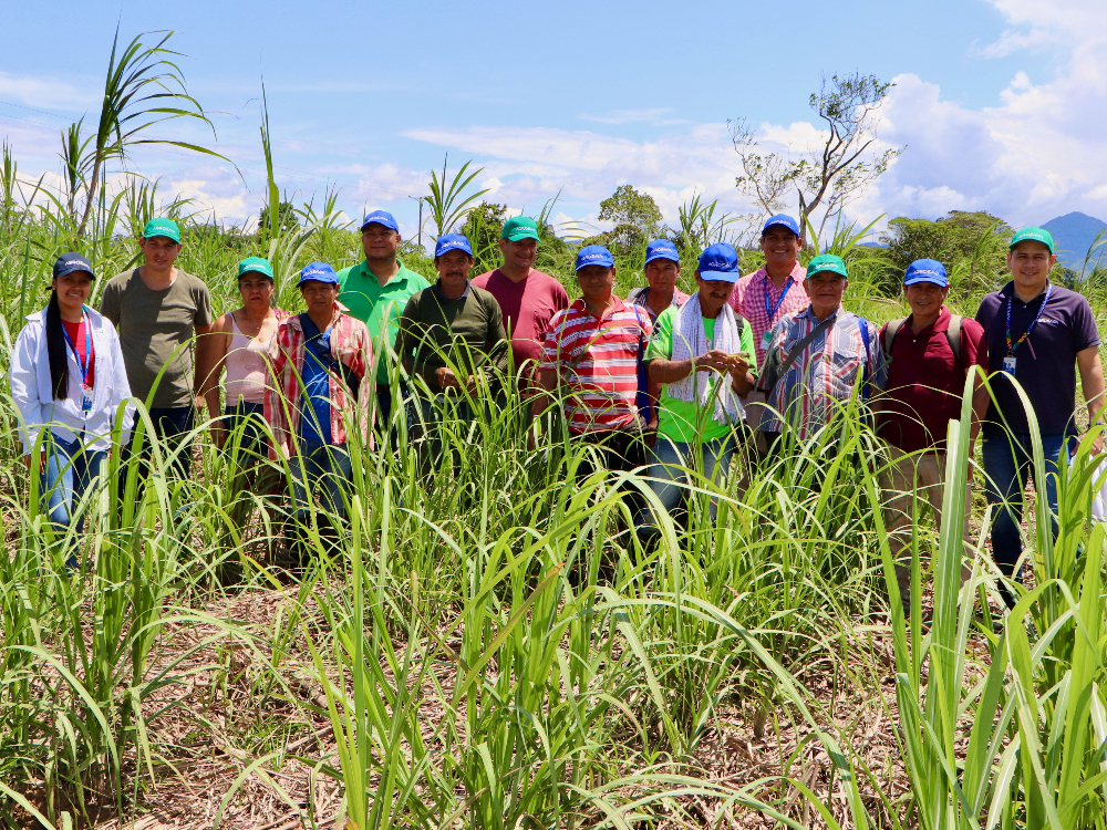 The third phase of the National Seed-cane Plan ends