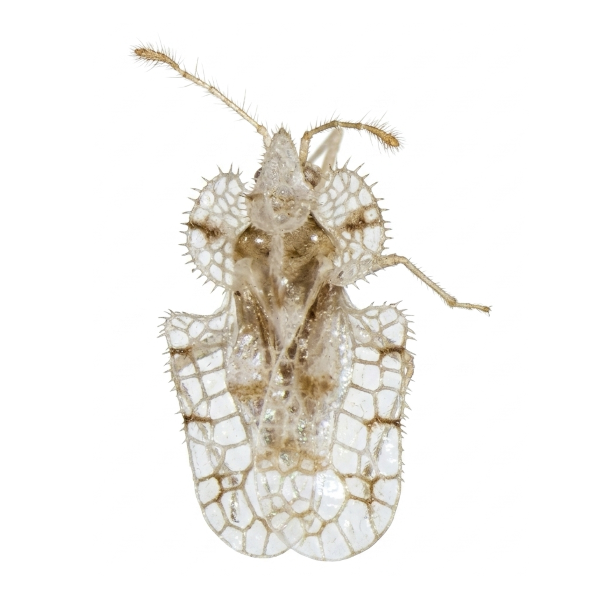 C Gossypii