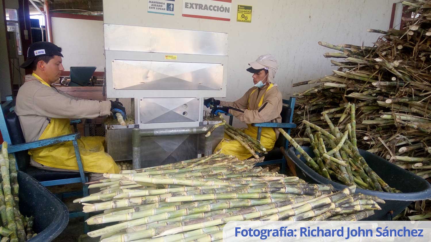 Producción de semilla de caña de azúcar en categoría seleccionada para la producción de panela – plantas germinadas.