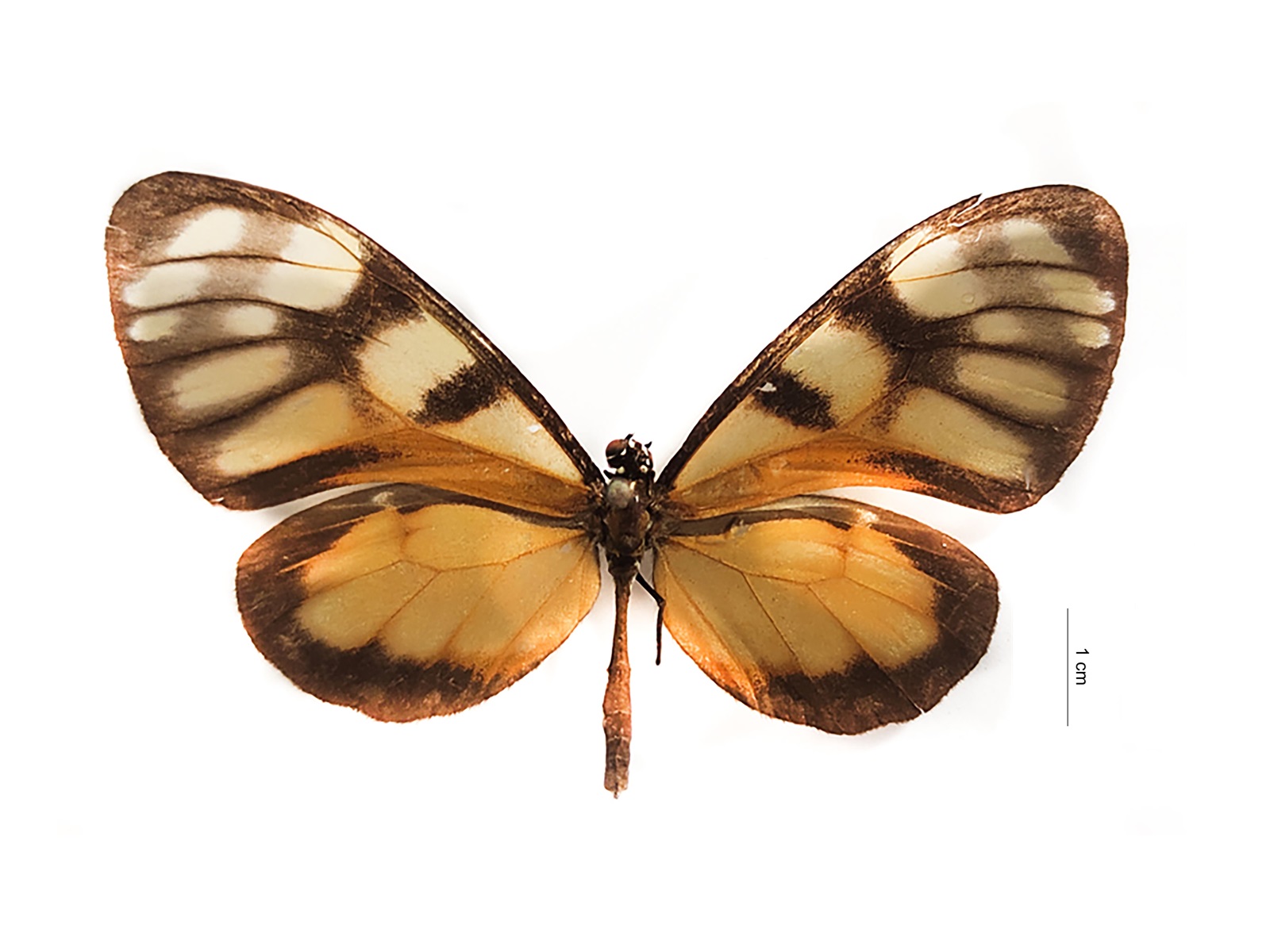 Dircenna dero euchytma (Felder & Felder, 1867) 