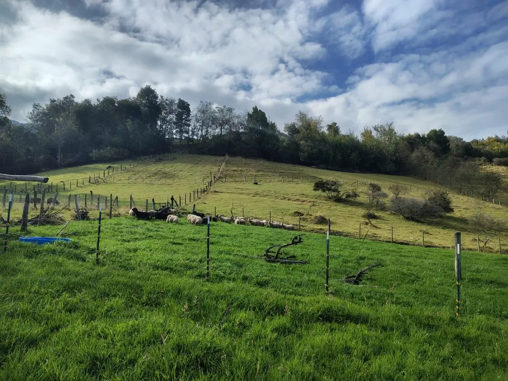 AGROSAVIA Promueve La Conservación De Los Ovinos3 Fotor Webp