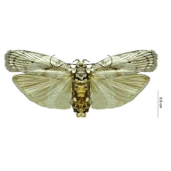 Oecophoridae