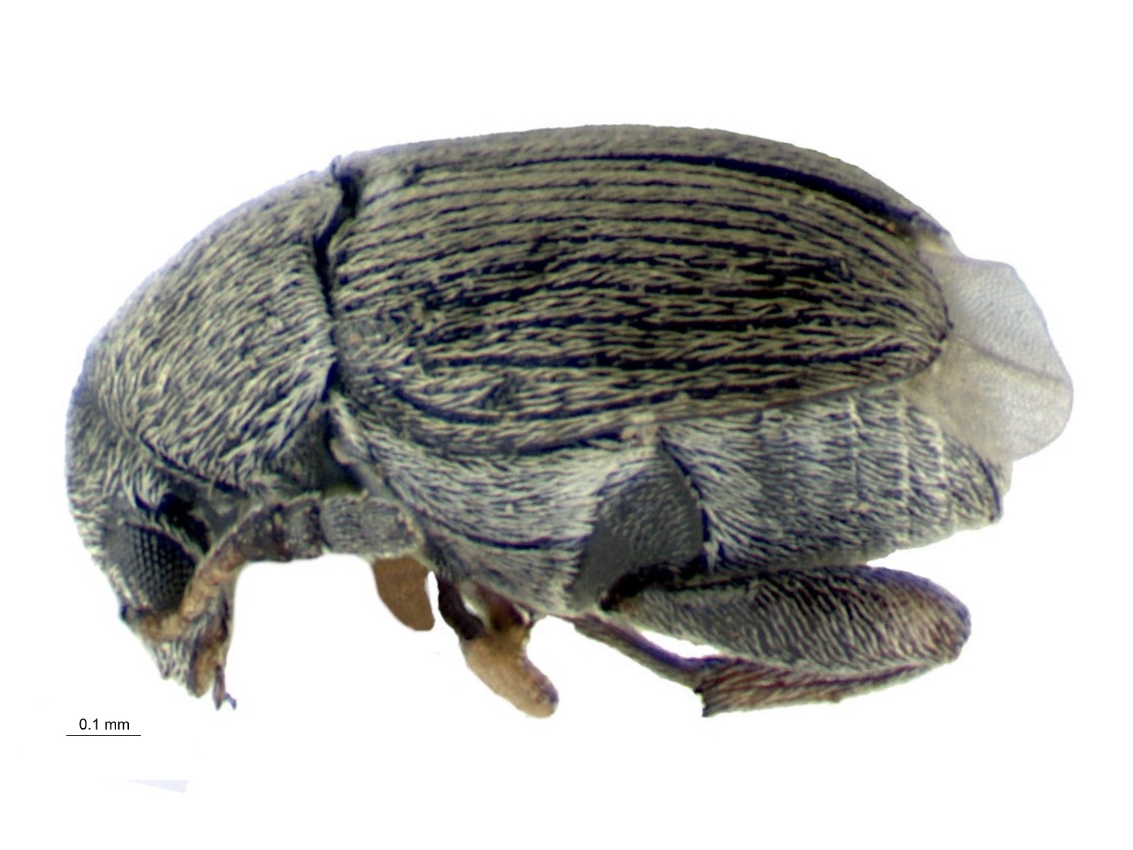 Acanthoscelides herissantitus Johnson, 1983