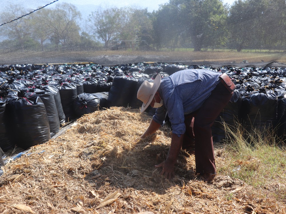 Productor Con Ensilaje De Maíz Corpoica V114 Y Sorgo JJT 18 De AGROSAVIA AGROSAVIA