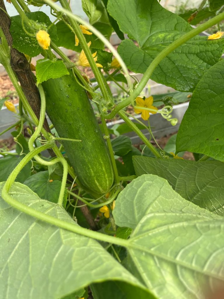 Relato De La Colombia Profunda Desde El Proyecto Jóvenes Rurales En López De Micay2 AGROSAVIA