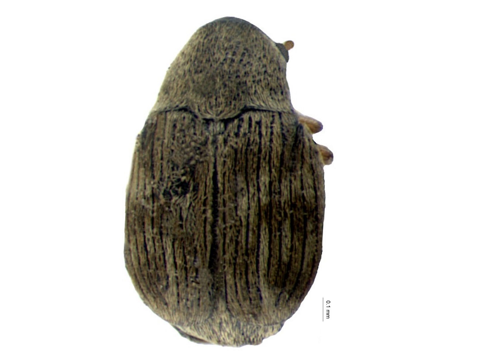 Acanthoscelides desmoditus Johnson, 1983 