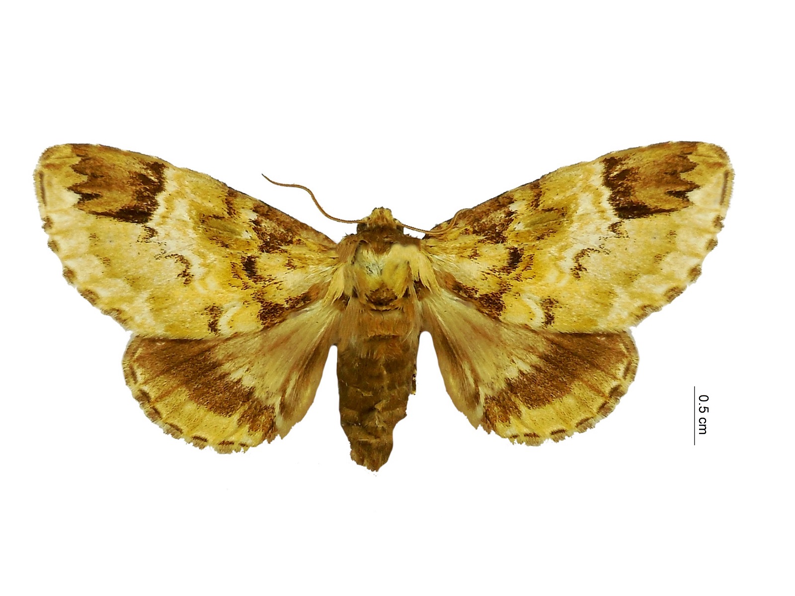 Pachyplastis apicalis Felder, 1874 