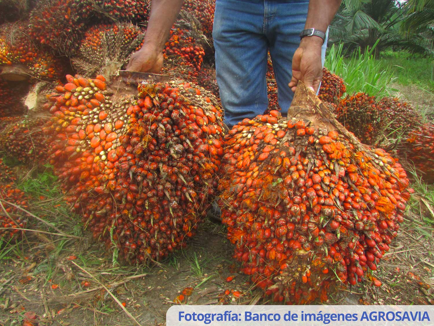 Banco De Imágenes AGROSAVIA (2)