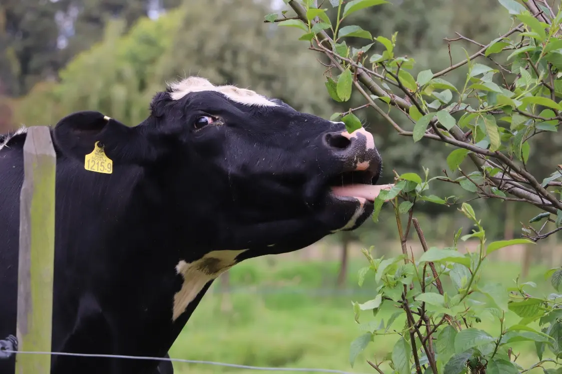 La experiencia de AGROSAVIA en sistemas silvopastoriles llega a Ecuador