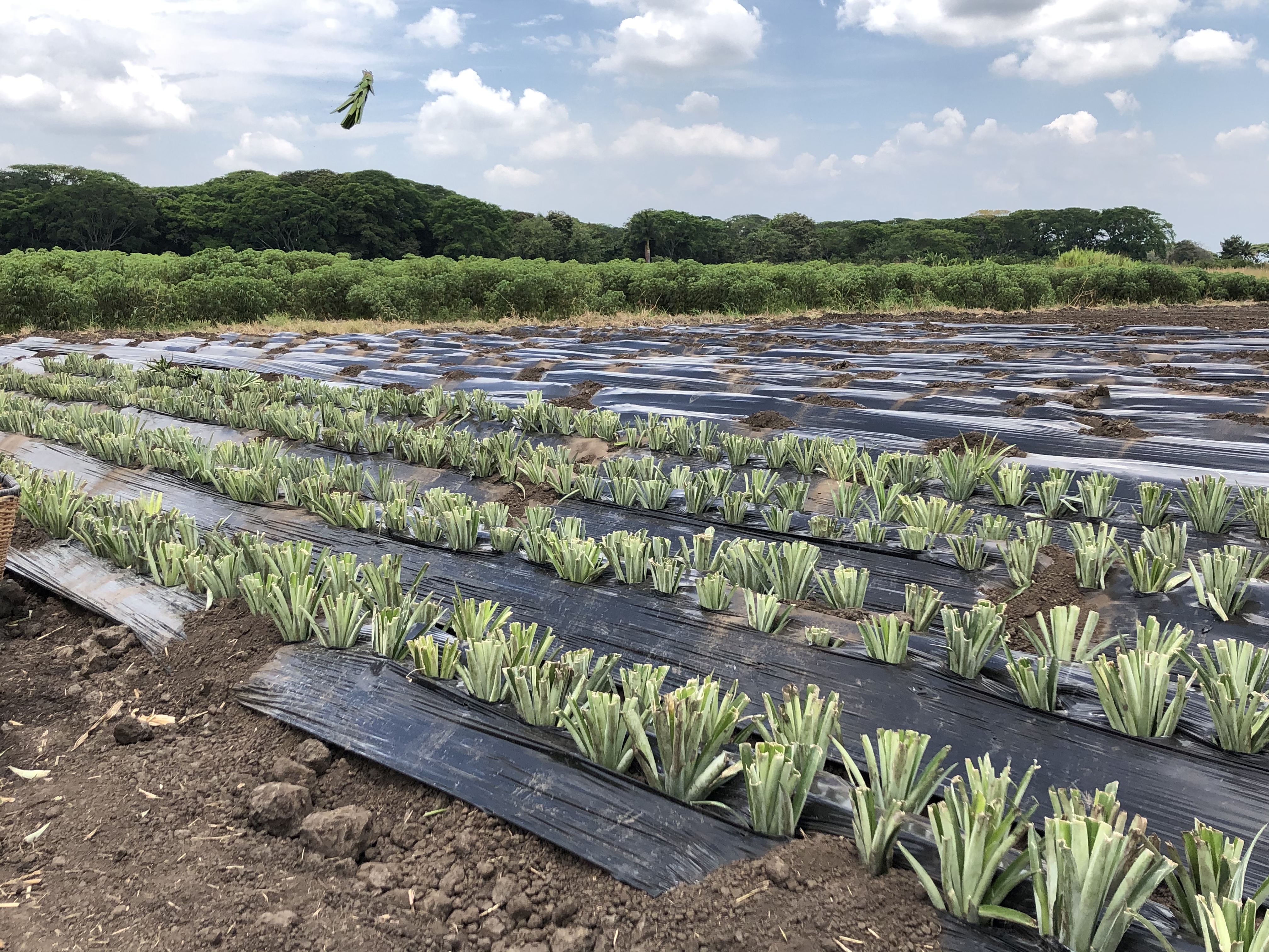 Producción de semilla de piña