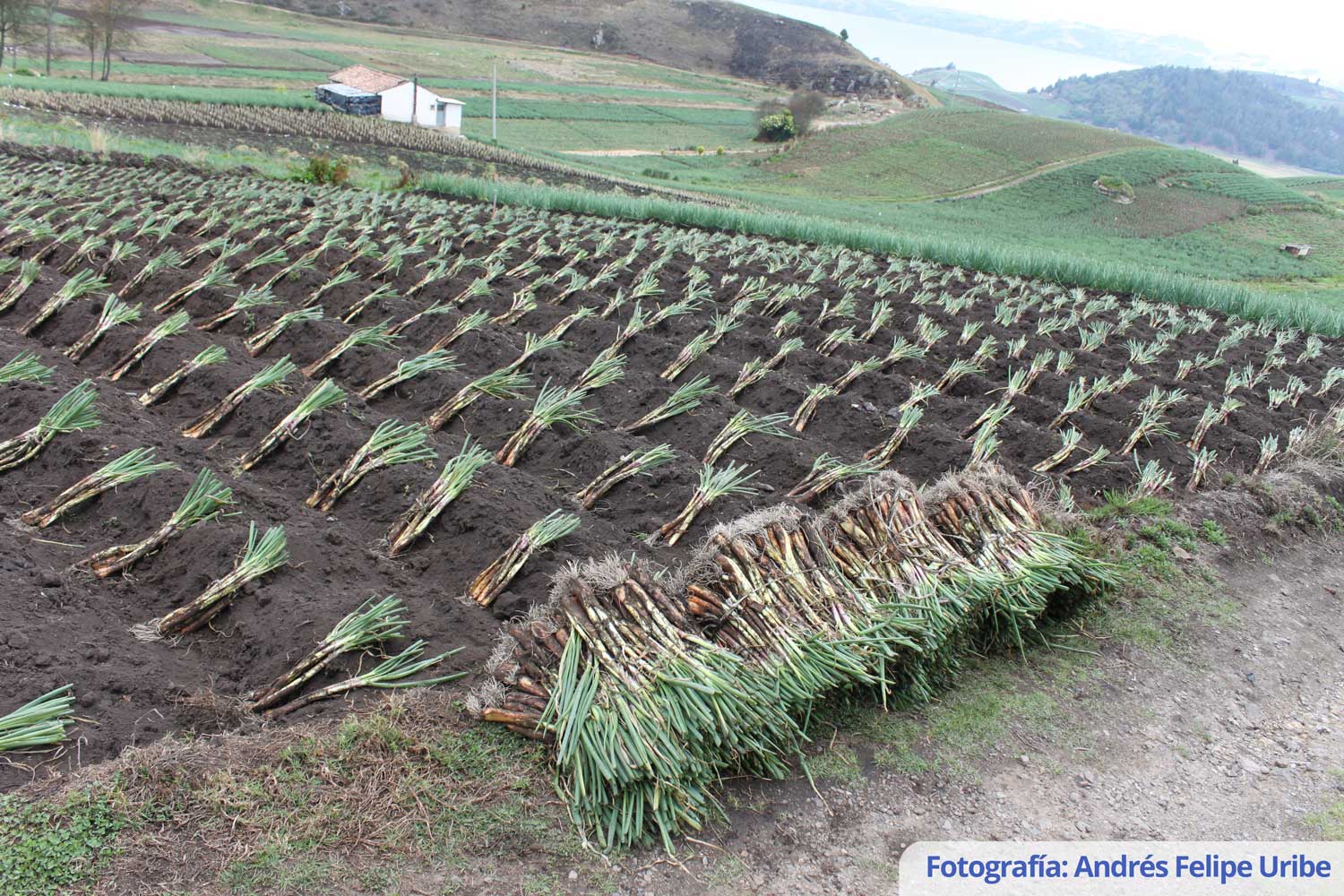 Variedad de Cebolla de rama AGROSAVIA TOTA -1