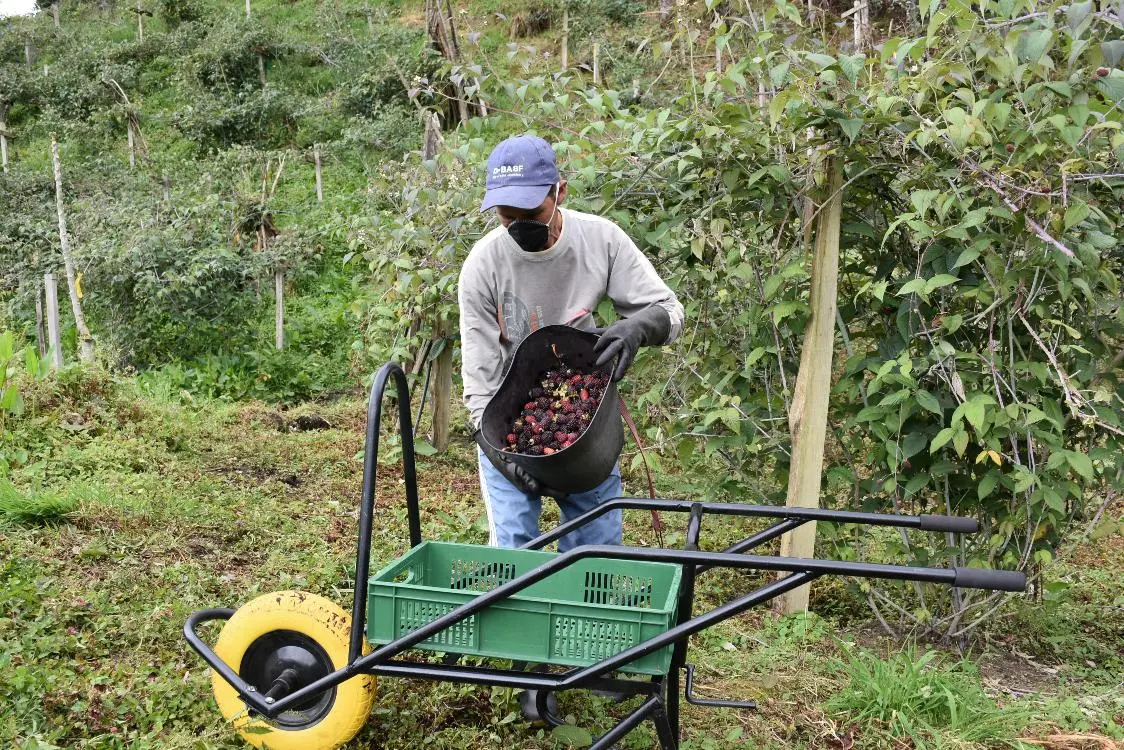 Reconocimiento por trabajo en reducción de pérdidas de alimentos