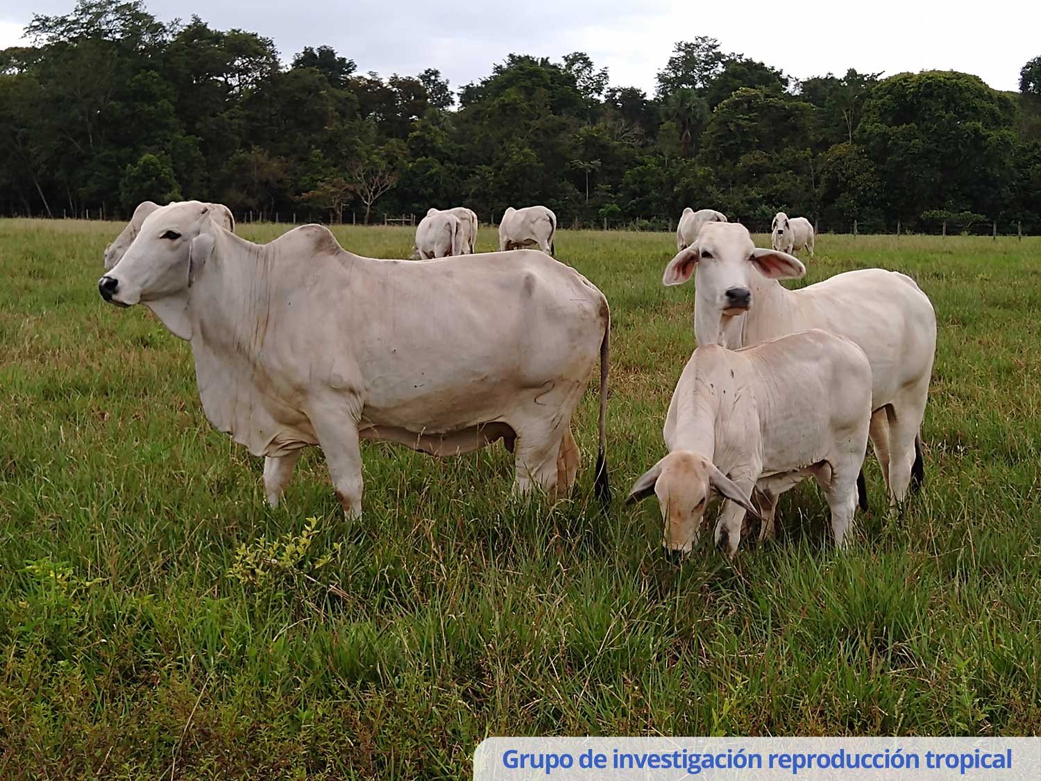 La Guía Visual de Reproducción Bovina: Sistema Reproductivo de la