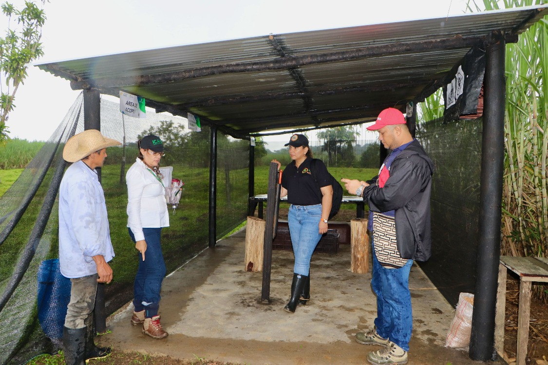 Plan Semilla Caña Certificación2 AGROSAVIA