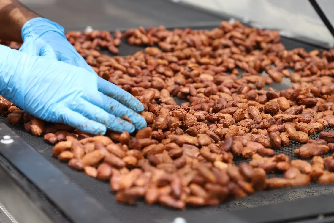 Productores Del Catatumbo Fortalecen Con AGROSAVIA Su Conocimiento En Cacao3 Fotor Webp