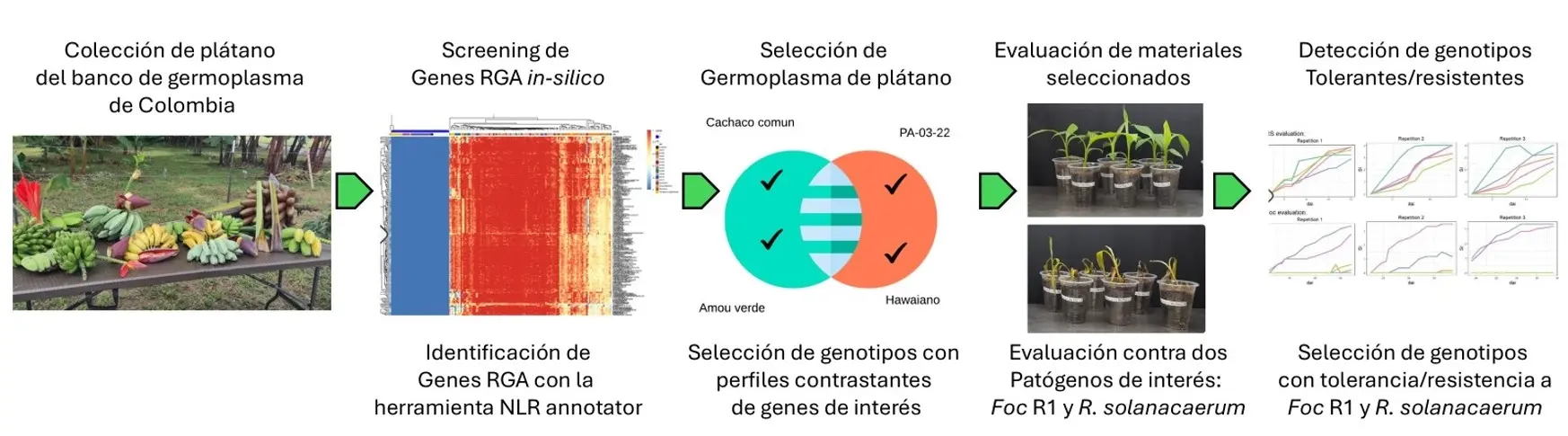 Gráfica Artículo Diversidad Musas Fotor Webp