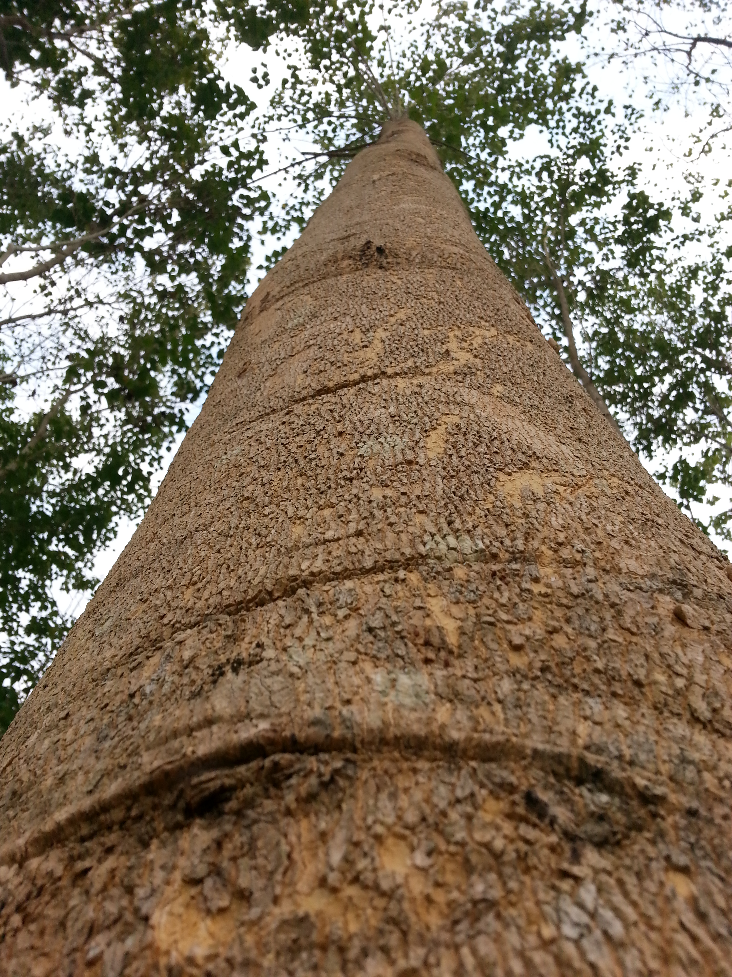 <p><em>Gmelina arborea</em> Roxb. ex Sm</p>