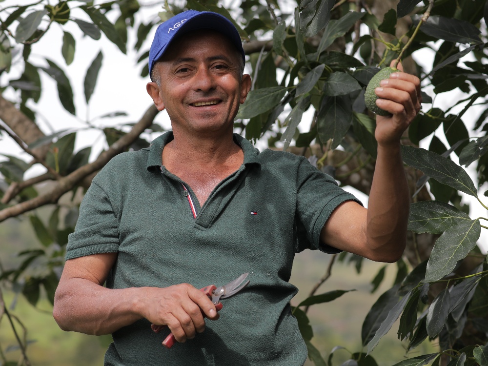 SGR Aguacatehass3 AGROSAVIA