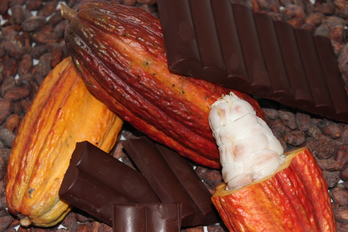 Fomento De Cacao3 AGROSAVIA