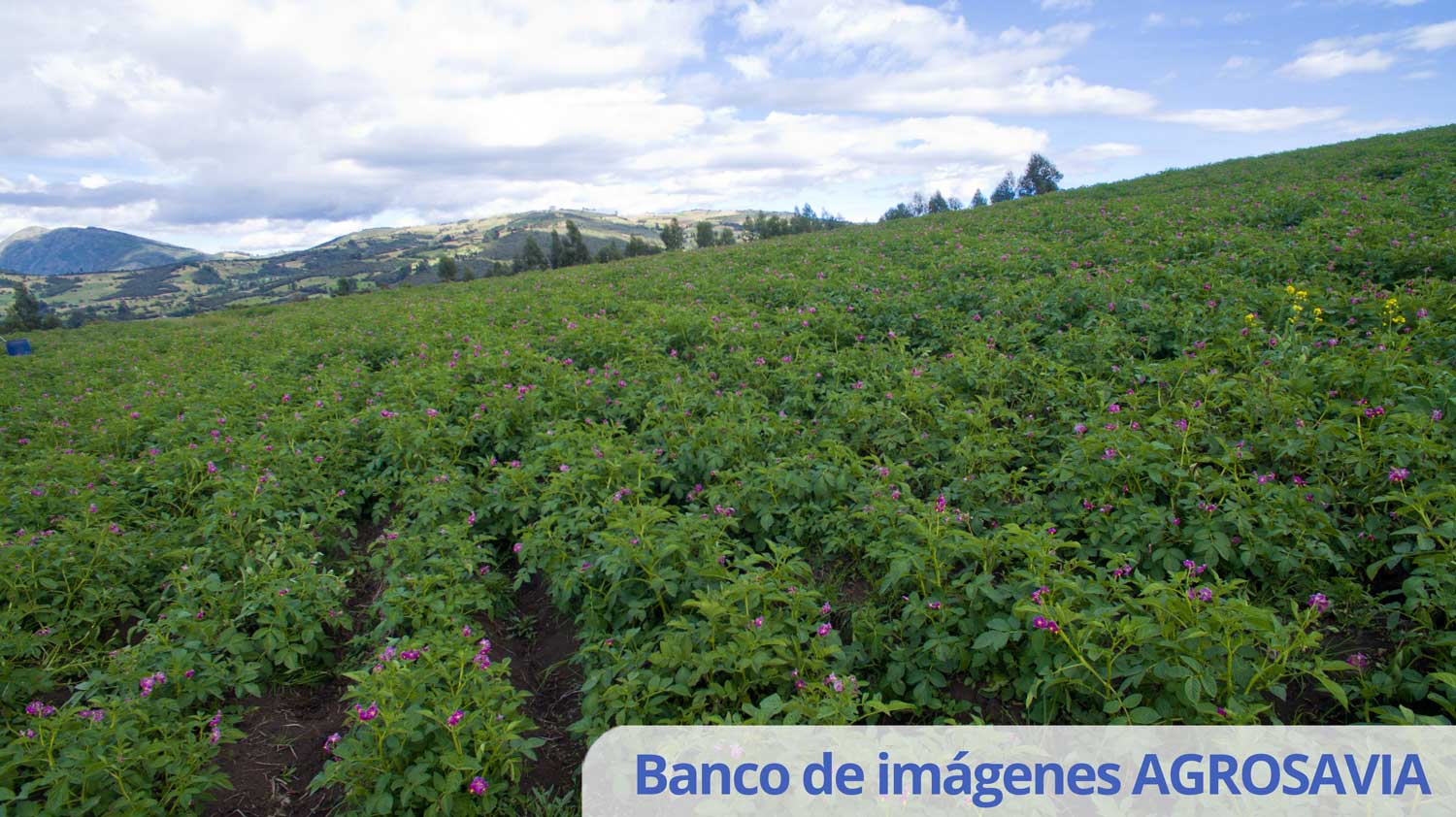 Banco De Imágenes AGROSAVIA 2