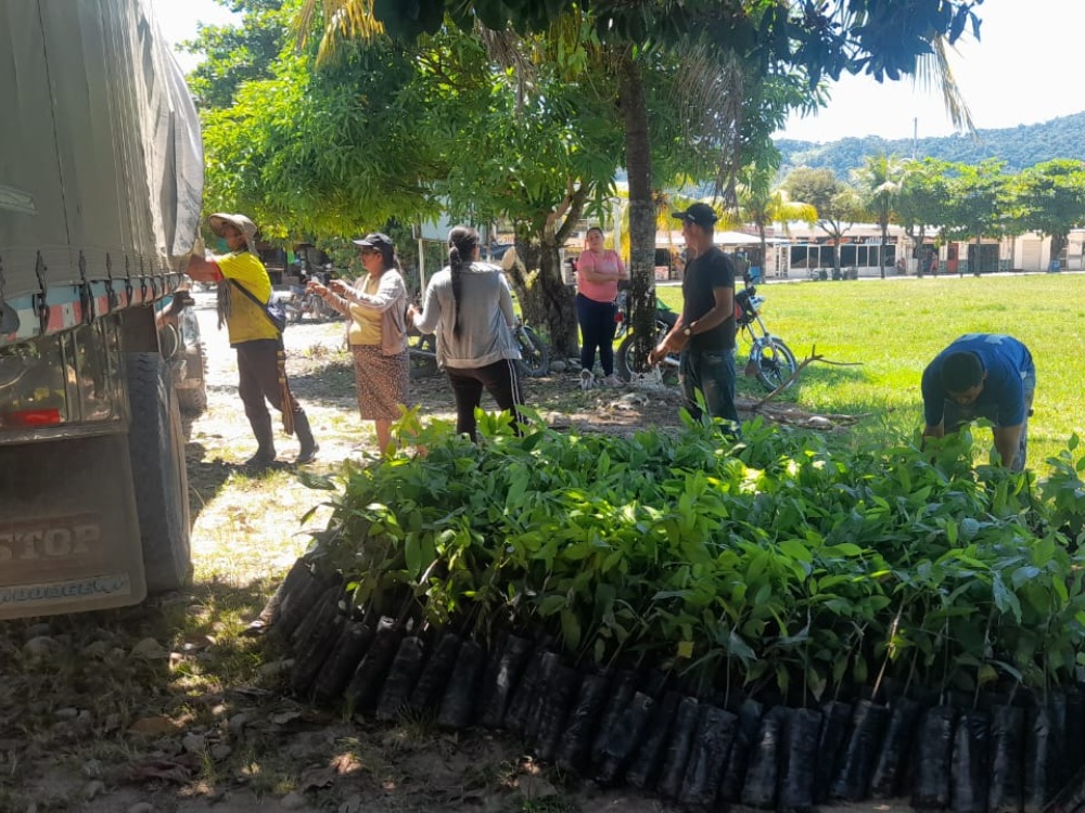 AGROSAVIA Entregó 2 Mil Árboles Maderables Y 40 Mil Plantas De Cacao En El Catatumbo7 AGROSAVIA