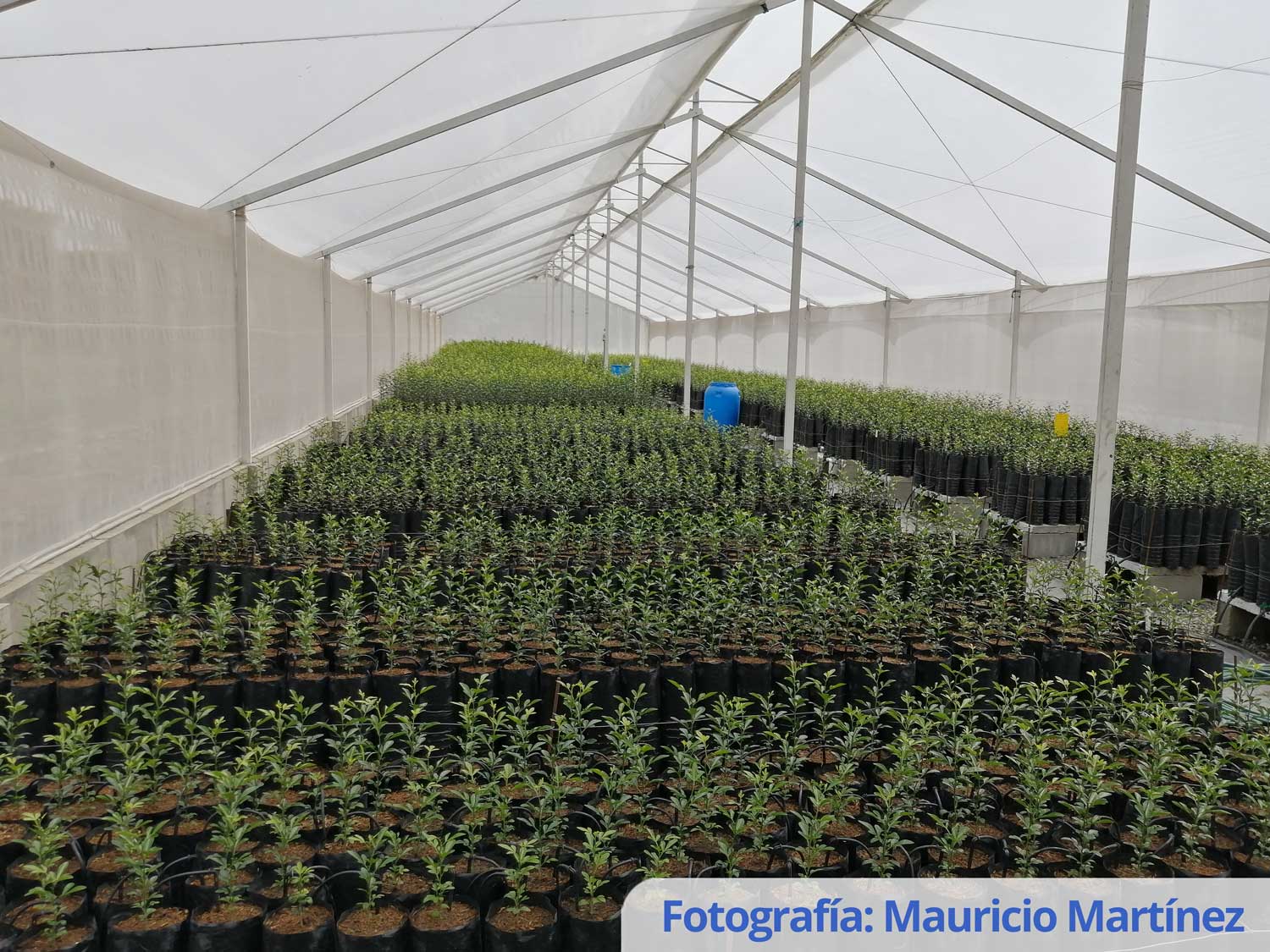 Recomendaciones para la producción de plantas de cítricos para viveros con condiciones protegidas de casa de malla